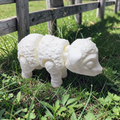 Bah Bah, the white little lamb