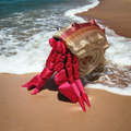 Herbie the Hermit Crab